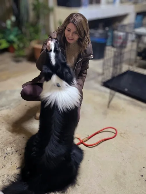Dog Training Do’s and Don’ts – Expert Tips for Every Dog Owner