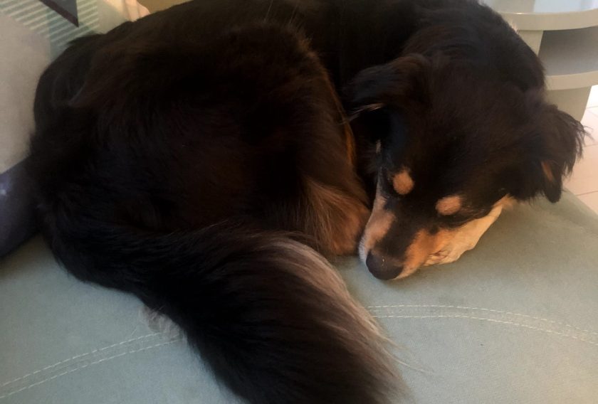 How Long Should Your Dog Sleep Every Day?