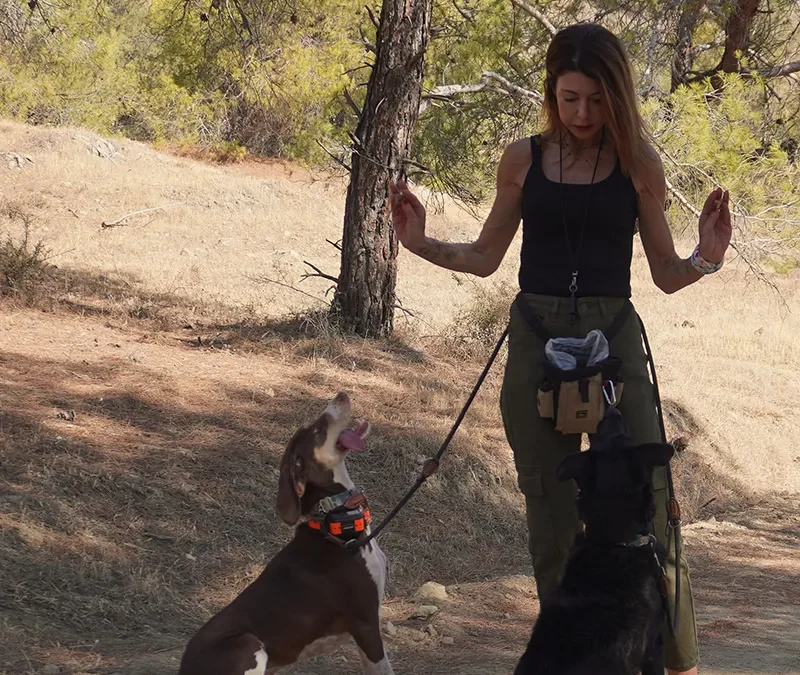 Going For Walks Helps Prevent Dog Dementia